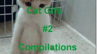 Funny Cat Gifs Compilation #2