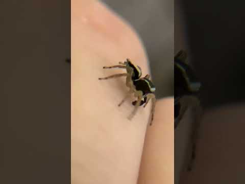 Vídeo: As aranhas s alticidae picam?