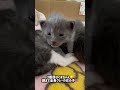 野良猫時代のねこまるシャーシャー🥹💕同じ日に産まれてもこんなに違いが出てくるのおもしろ可愛い😭✨#猫 #kitten #保護猫 #子ネコ