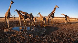 Giraffes Take Over the Namib Desert Waterhole