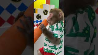 asomonkey 20200318 2