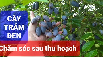 Cây trám đen: Kỹ thuật chăm sóc sau thu hoạch