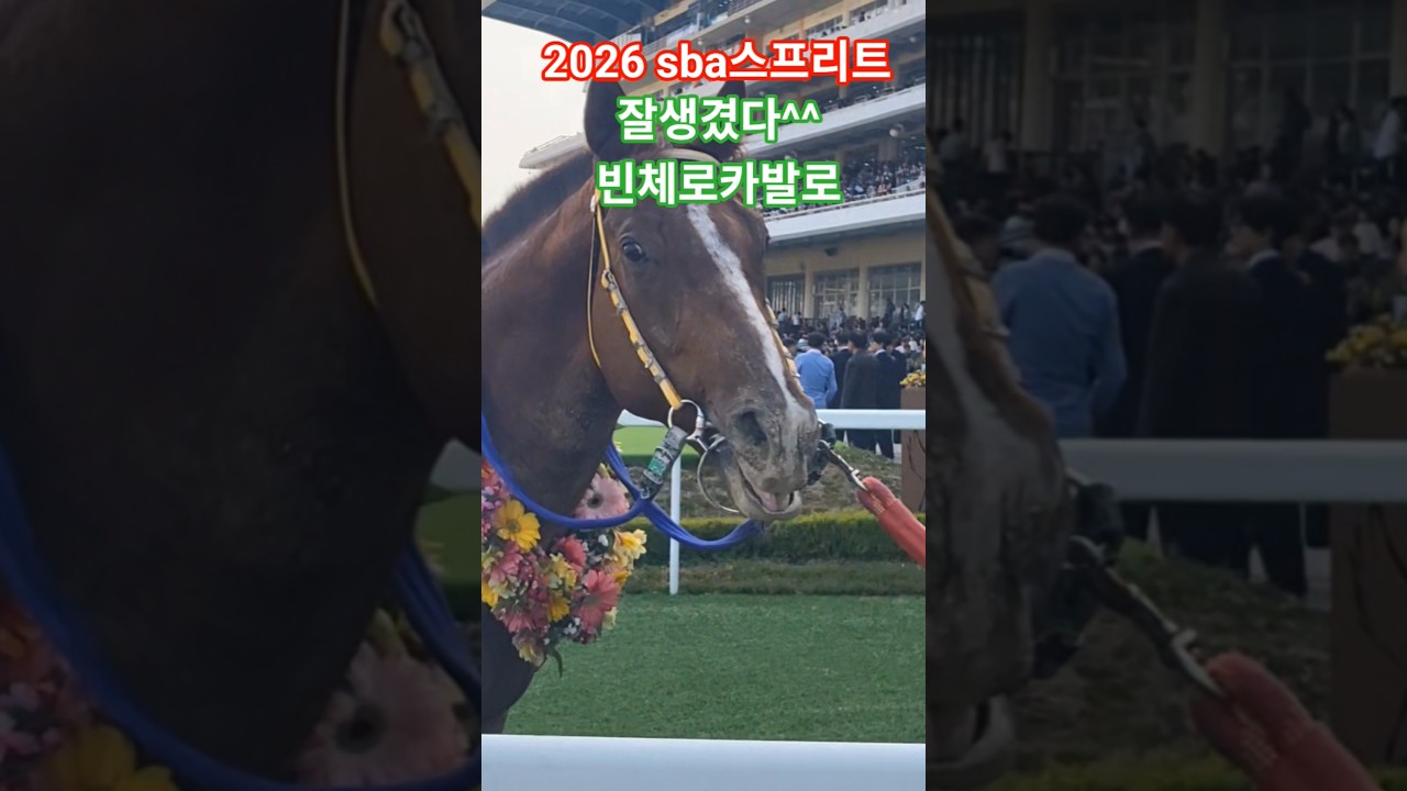 빈체로카발로/조재로 시상식 #경마 #말 #대상경주 #달려라말 #shorts