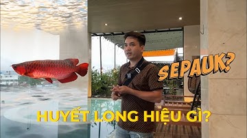 Nên quan tâm tới NGUỒN GỐC C.Á RỒNG hay quan tâm tới TỐ CHẤT CỦA CÁ ?