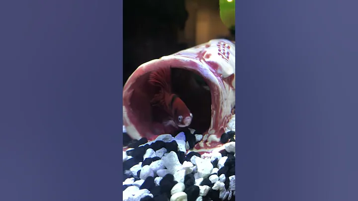 Reefer has skills!