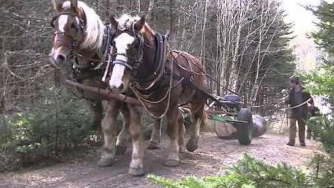 Horse Logging
