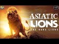 शेर कि यह प्रजाती अब सिर्फ भारत में हि बची है बाकी दुनियासे क्यूँ नष्ट हो गई..? | Asiatic Lions