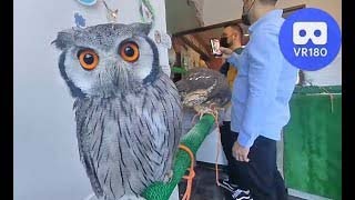 Parliament Of Owls  Owl Village Cafe Harajuku   Vr180 Virtual Experience