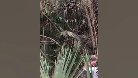 KO hog hunt