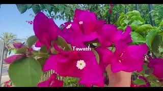 Bougainvillea, Mina, 2024