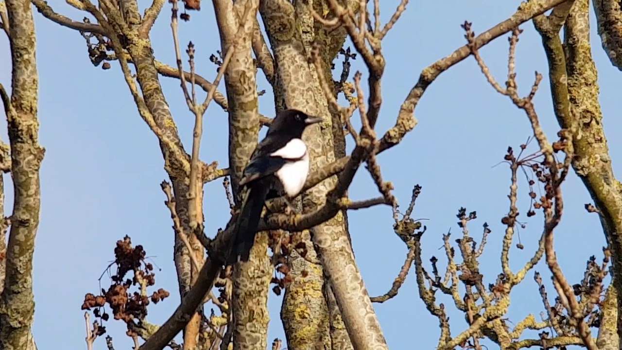 Vogelen met Paul Saager 07, kramsvogel, koperwiek, ekster, roodborst, merel, gaai, buidelmees