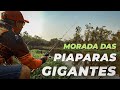 PESCARIA DE PIAPARA GIGANTE - RIO MOGI GUAÇU