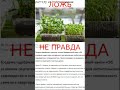 Запретили выращивать рассаду?