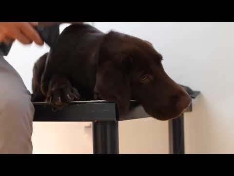 ლაბრადორი ნებივრობს @ Groom.ge