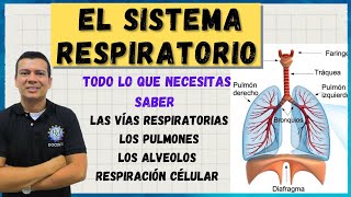 SISTEMA RESPIRATORIO, RESPIRACION EN EL SER HUMANO. RESPIRACION CELULAR. LOS ALVEOLOS by ARRIBA LA CIENCIA 184,630 views 1 year ago 15 minutes