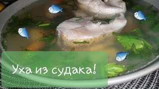 Уха из судака по-домашнему.