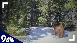 Human remains found in stomachs of bears suspected in fatal attack
