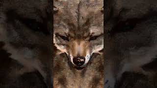 High Dosage - Thoth Quest - Psychedelic Thoth Wolf Cat Mage Trippy Art Music Video Mobile