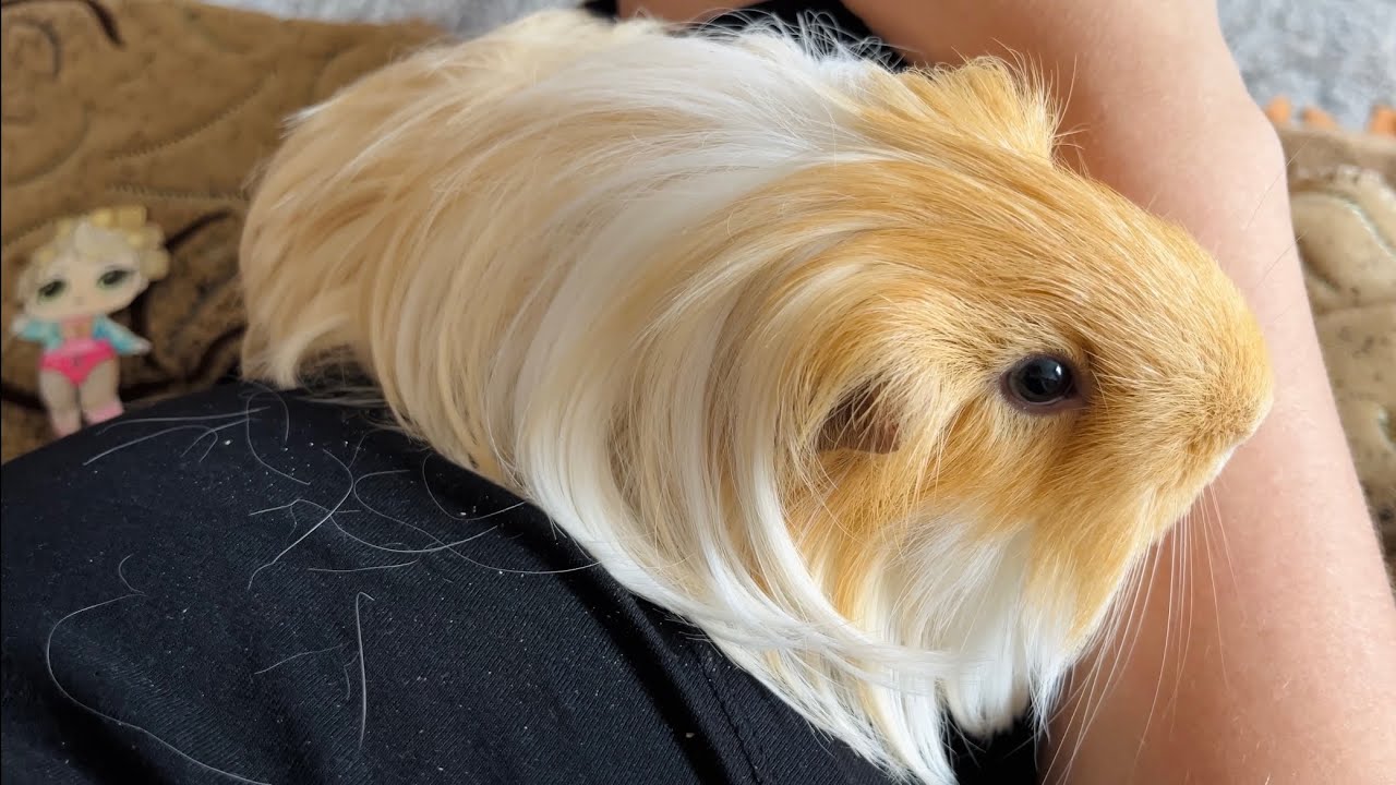 Curated visual reference: Gallery Detail: Relax With Guinea Pig