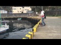 ジグヘッドで小物釣り 【おかっぱり】サイトフィッシング Jighead Shore Fishing in Shizuoka