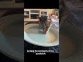 Sweet girl licking my plate clean!😹