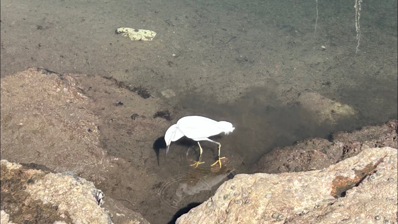 A snowy egret #birds #ocean