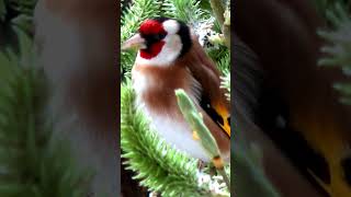 Певчие птицы, Щегол. Songbirds Goldfinches. 💕