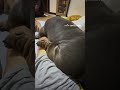 Dubai Princess shaikha Mahera life Style #cute #dog #viral #fyp # #funny #funnydogs