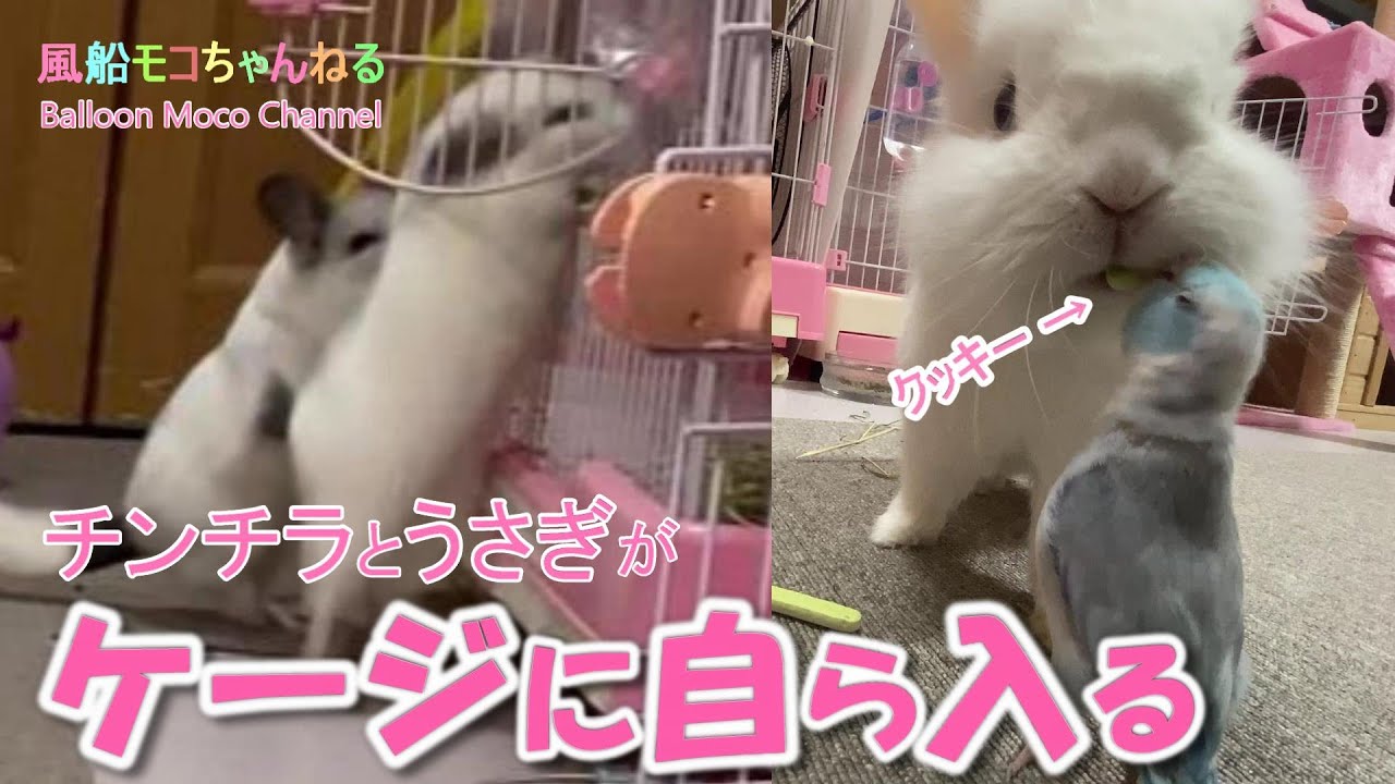 なぜかケージに自ら戻るチンチラと に入るうさぎ やきもちをやくマメルリハインコ Youtube なぜかケージに自ら戻るチンチラと に入るうさぎ やきもちをやくマメルリハインコ Youtube