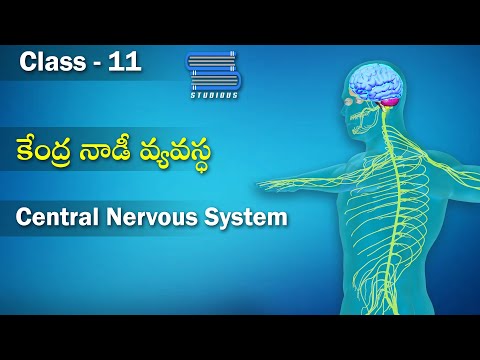 కేంద్ర నాడీ వ్యవస్థ – Central Nervous System | Biology Telugu | Class 11 | Inter 2nd Year Telugu