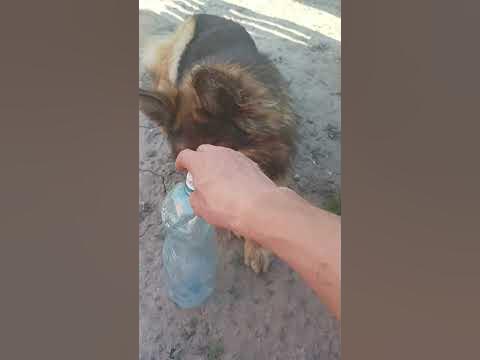 тест на реакцию🔥🐶🦮🐕#shorts #собаки #животные #овчарка - YouTube