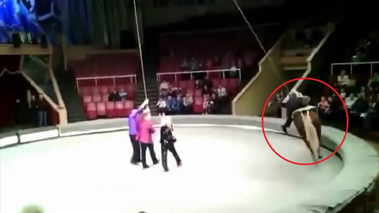 Пьяница решил прокатиться на цирковой лошади. Но потом произошло просто ...