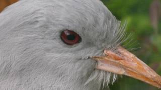 Kagu Close-up Kagu Close-up
