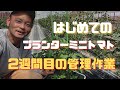 【初心者向け】ミニトマトプランター栽培「定植後2週間目の管理作業」一本仕立て