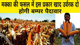 मक्का की फसल में बम्पर पैदावार के लिए खाद उर्वरक | makka ki kheti | makka lagwad | npk fertilizer |