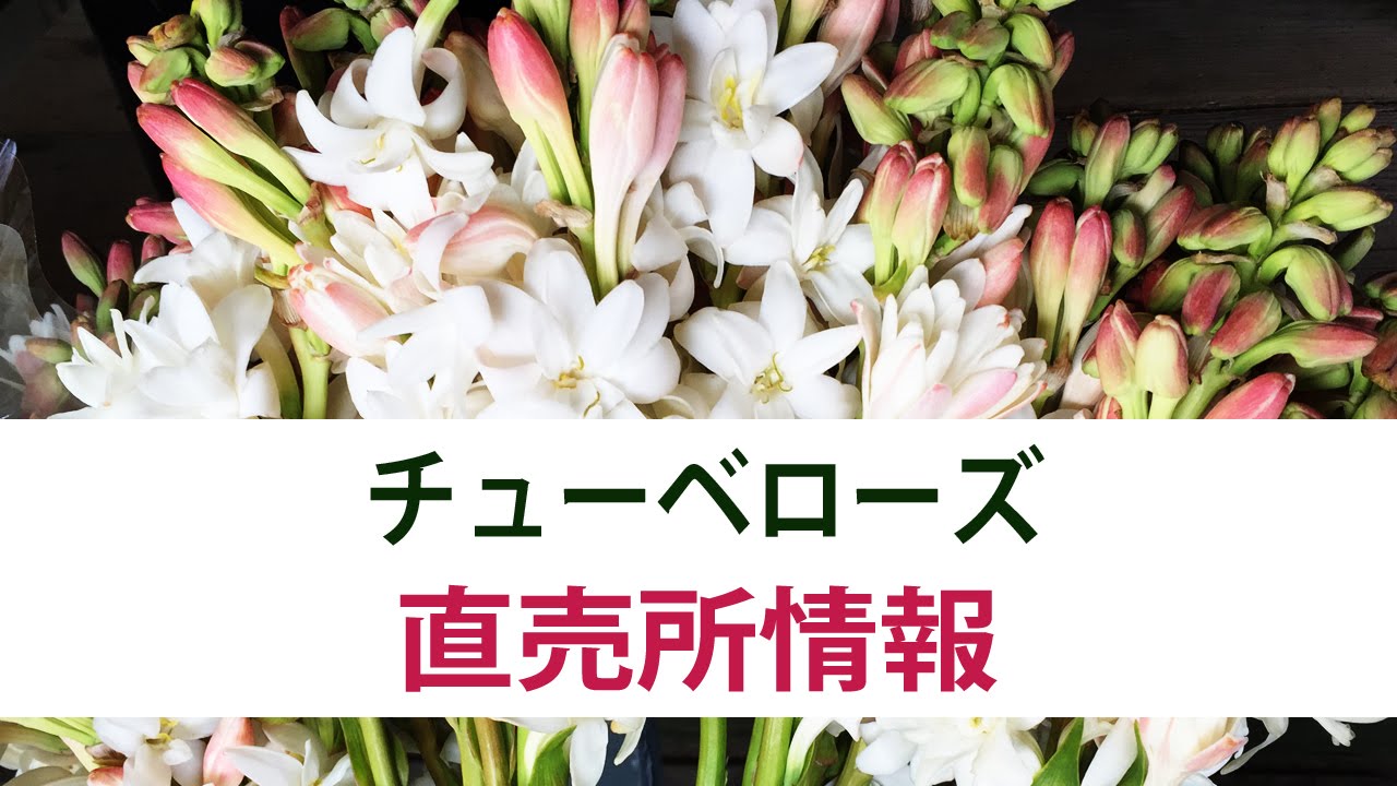 チューベローズ 長く楽しむ方法 沖縄直売所情報 とらっち78 Youtube