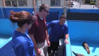 The Wildlife Docs - Helping Sloths, Sealions & More | Busch Gardens Tampa