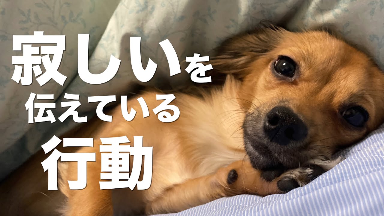 犬が寂しいを伝えている行動と犬を寂しくさせる飼い主の行動 犬 行動 意味 寂しい Youtube