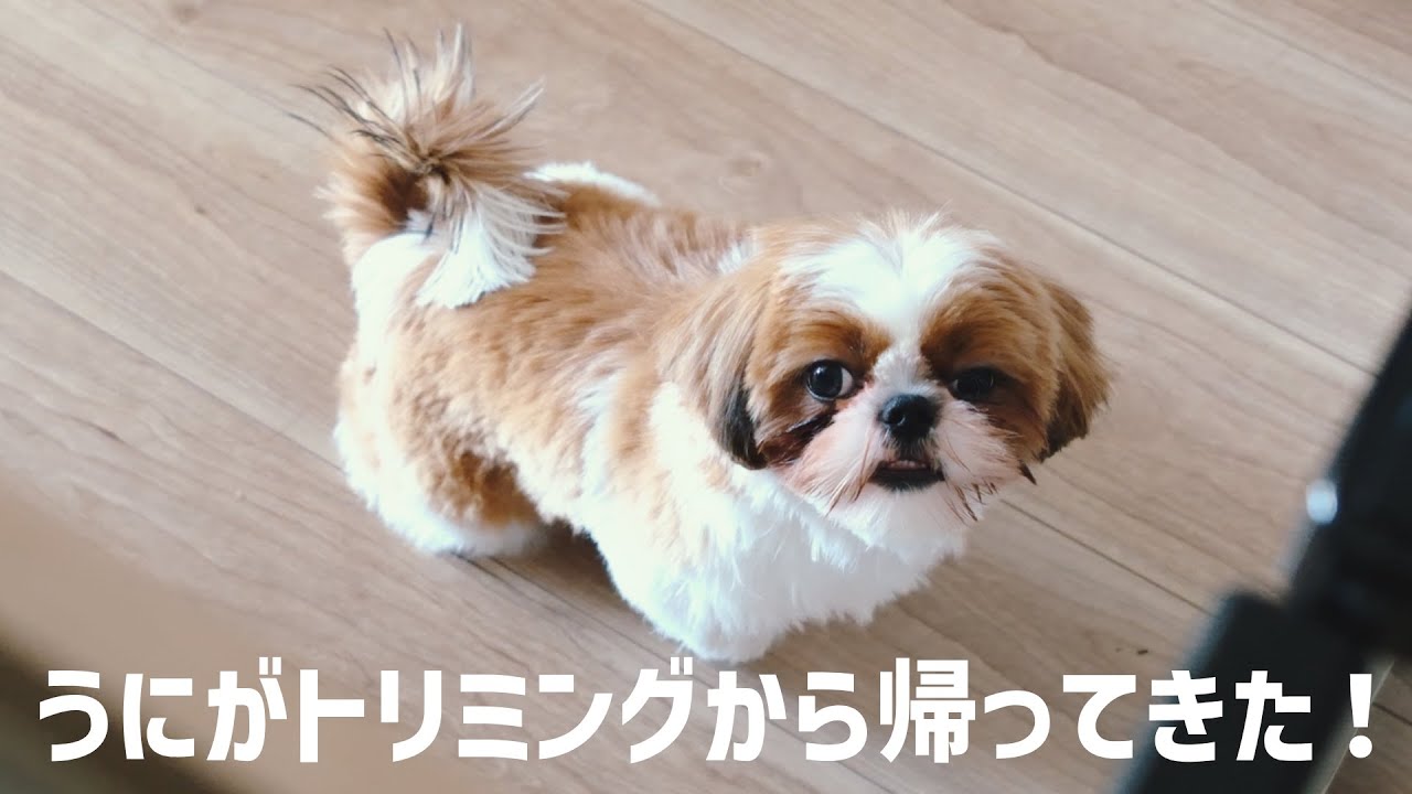 【うにの日常】トリミング後のシーズーがかわいすぎる件