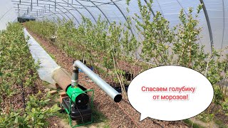 картинка: Голубика после заморозков 28.04.2025