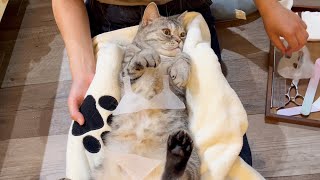 ポッポママを猫用スパにご招待 Spa time for Mama Cat