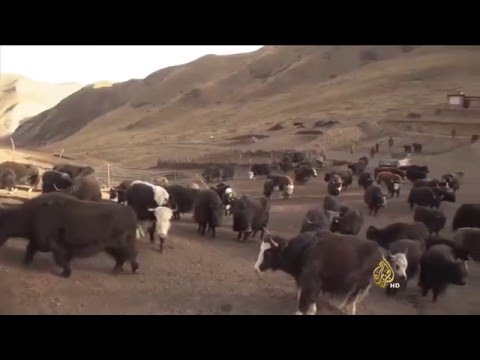 فيديو: كيف أذهب إلى التبت