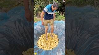 Banana wine is actually made by stomping on the fruit with one's feet! #crazy #food #fyp #youtube