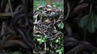 Yılan Adası - Brezilya