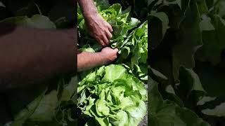 Harvesting beautiful lettuce from my own garden These dont taste water, theyre just delicious.