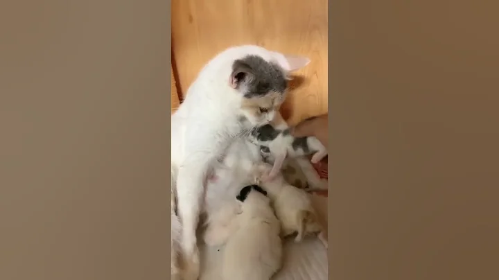 Video 9968181: cats compilation cute funny, funny baby cats cutest, amazing funny cats