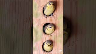 You have to install a nesting box on your balcony or in the garden! Cuteness overload 🥰 #shorts 🐣