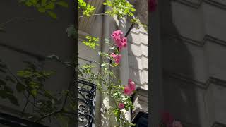 Париж минута из жизни без слов май 2024🌹 #путешествия #travel #париж #цветы #rose #франция #женщина