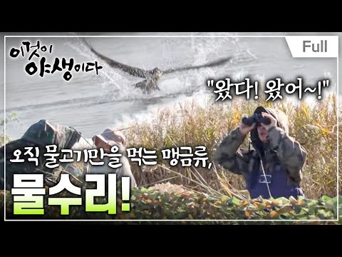 [Full] 이것이 야생이다 2 - 제1부   <strong>물수리</strong>