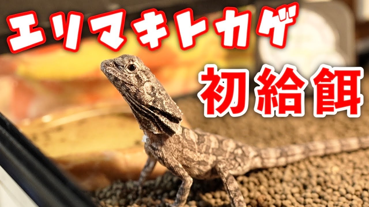 First Meal for My New Frilled Lizard! - YouTube